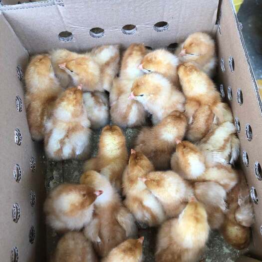 昆明 海兰褐壳蛋鸡苗 假一赔十 质量保证