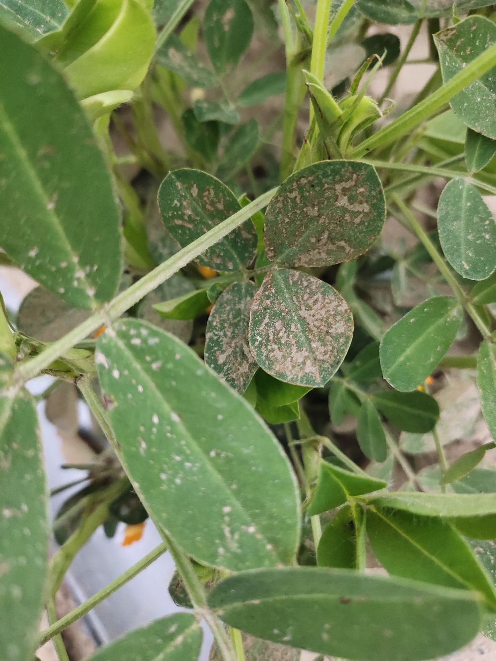 专家你好请问我这个花生得的是什么病?