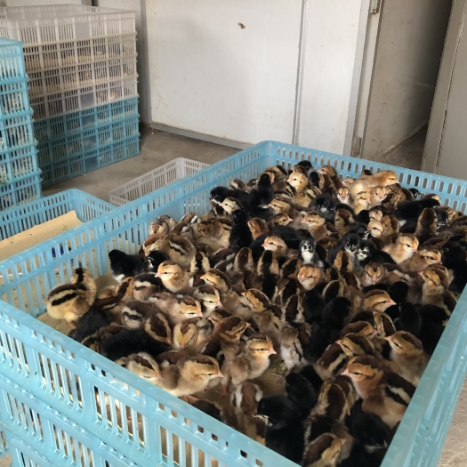 昆明 改良斗鸡苗 质量保证 疫苗齐全  企业认证