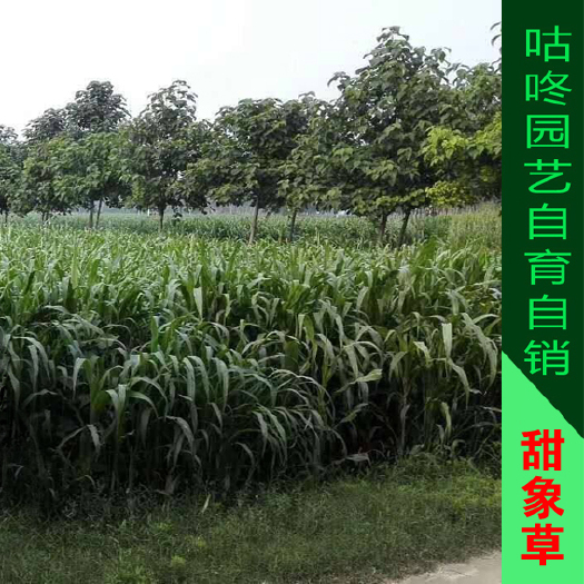 河池甜象草种子  甜象草种节 2芽一节 多年生四季种殖