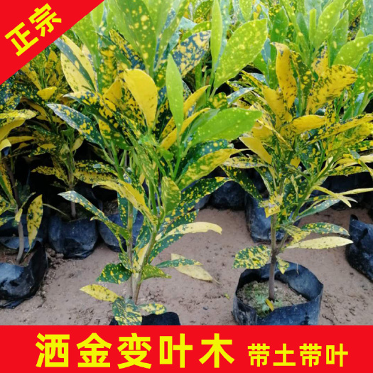 永春县洒金变叶木 海南洒金榕20-25cm高优质苗木大量供应观叶植物四季常青