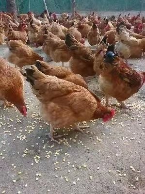 昆明 优质九斤黄鸡苗 假一赔十 企业认证