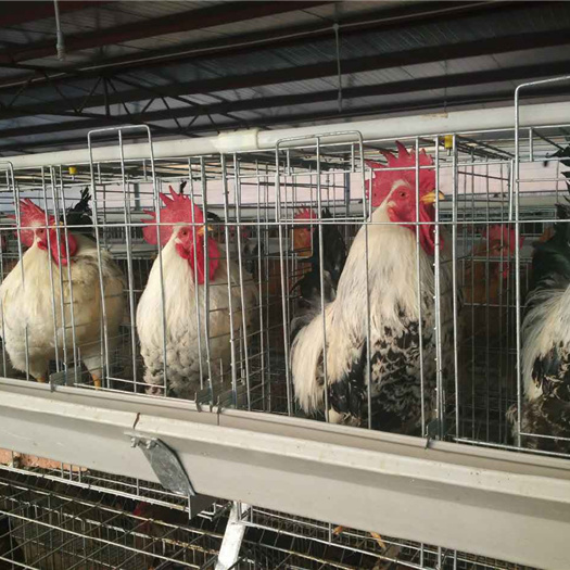 昆明 彩凤鸡苗  成活高 诚信经营