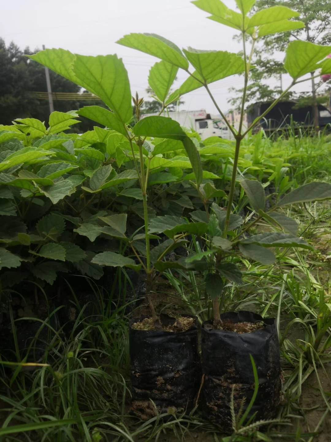 多花黄花风铃木袋苗50cm高带土原杯发货好管理园林绿化树苗