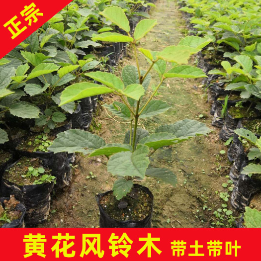 永春县 多花黄花风铃木袋苗50cm高 带土原杯发货好管理园林绿化树苗