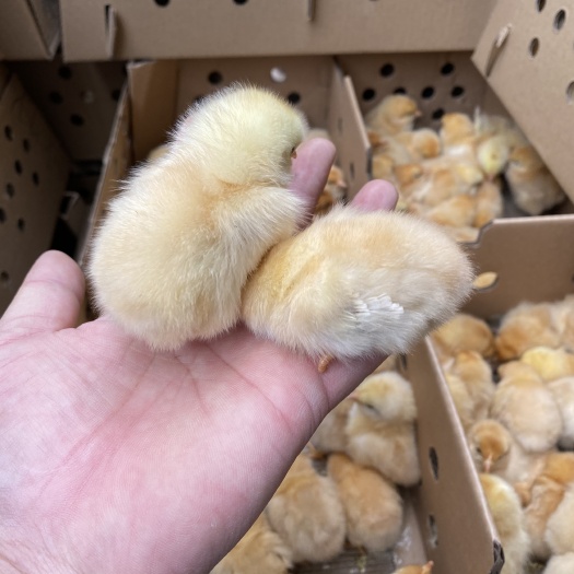 昆明 优质三黄鸡苗 品种纯正 疫苗齐全