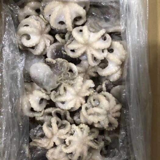 东港市 迷你八爪鱼 厂家直供 Q弹有嚼劲 炒菜入味