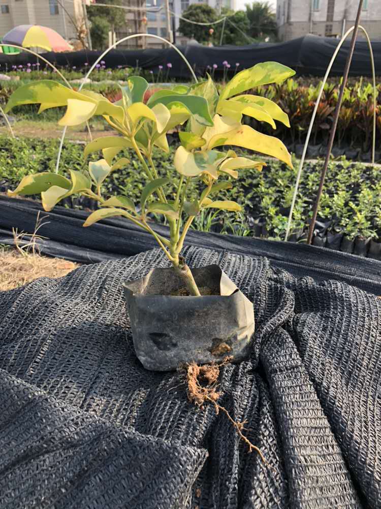  澳洲花叶鸭脚木高20-25公分多分枝四季常青观叶植物净化空气