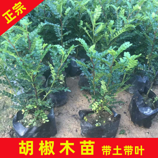 永春县胡椒木盆栽  胡椒木袋苗盆苗四季常绿带土发货绿植庭院花卉净化空气