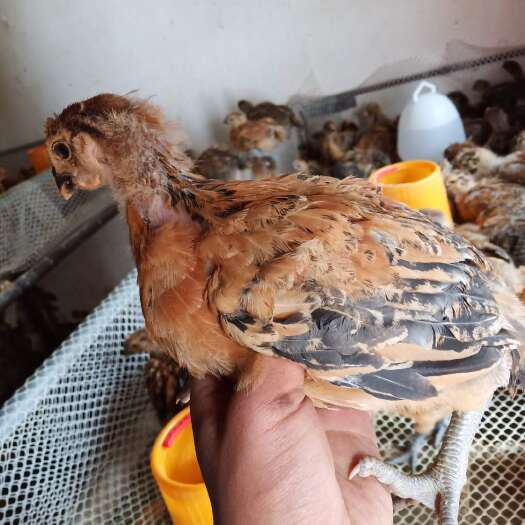 昆明 铁脚麻鸡苗 诚信第一 大企业有保证