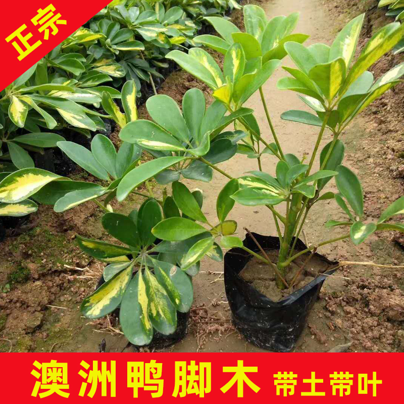  澳洲花叶鸭脚木高20-25公分多分枝四季常青观叶植物净化空气