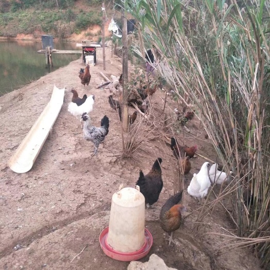 昆明 云南乌骨鸡苗 优质 假一赔十