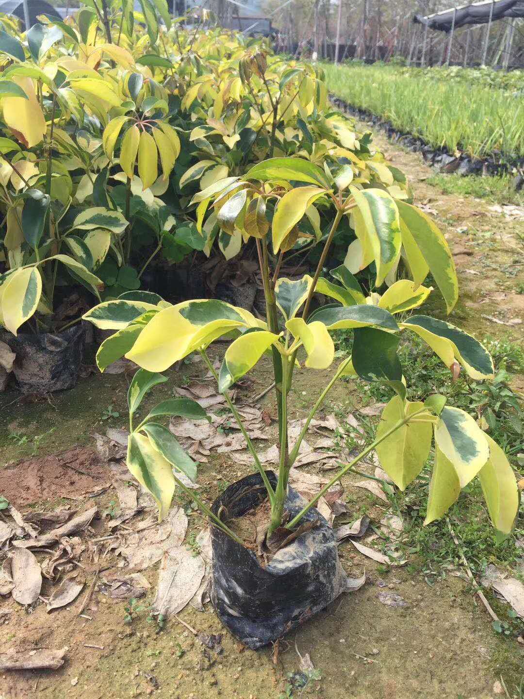  澳洲花叶鸭脚木高20-25公分多分枝四季常青观叶植物净化空气