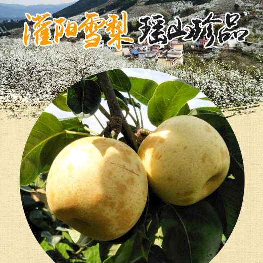 灌阳县 灌阳优质雪梨，脆冠梨、一号梨、二号梨、三号梨