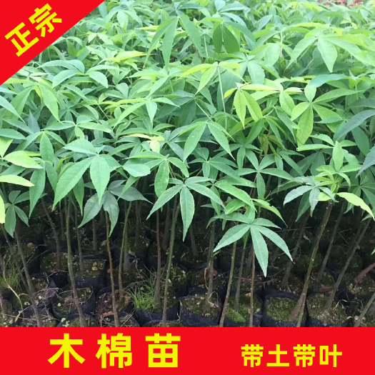 永春县 美丽木棉袋苗根系发达 易移植管理抗风萌芽力强行道园林绿化树种