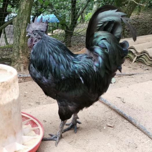 昆明 五黑一绿中型鸡苗 优质 厂家直销