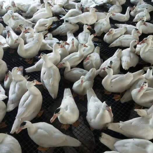 昆明 白番鸭苗 诚信第一 成活率高