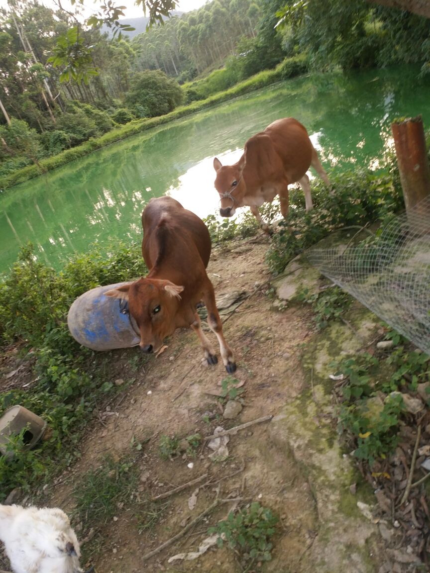 你好我想问有只牛乸生了牛仔有半年了早星期拉稀屎又不怎么吃草的喂