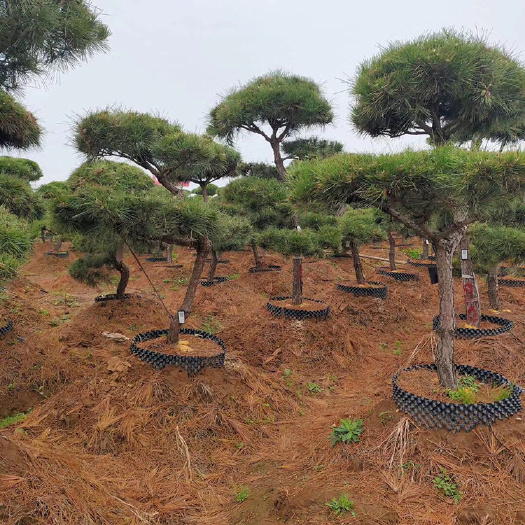  造型黑松，黑松苗，黑松树苗
