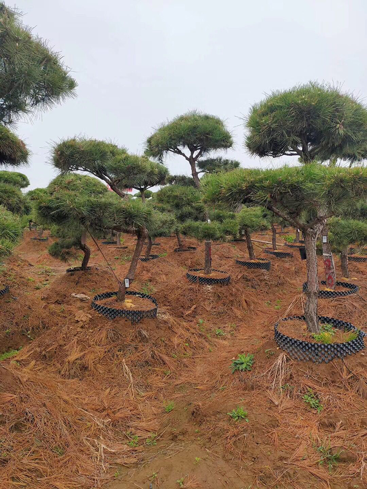 大量出售造型黑松苗，黑松树苗