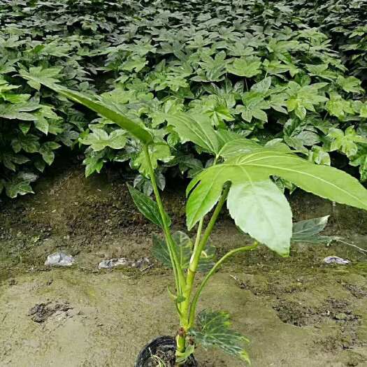 成都 八角金盘价格 成都八角金盘批发基地 名川园艺场八角金盘供应