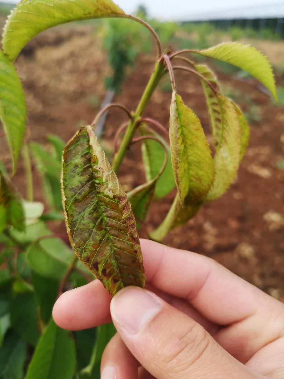 老师您好这是我们第一年的樱桃树苗新生枝条的树叶出现这种情况劳烦您