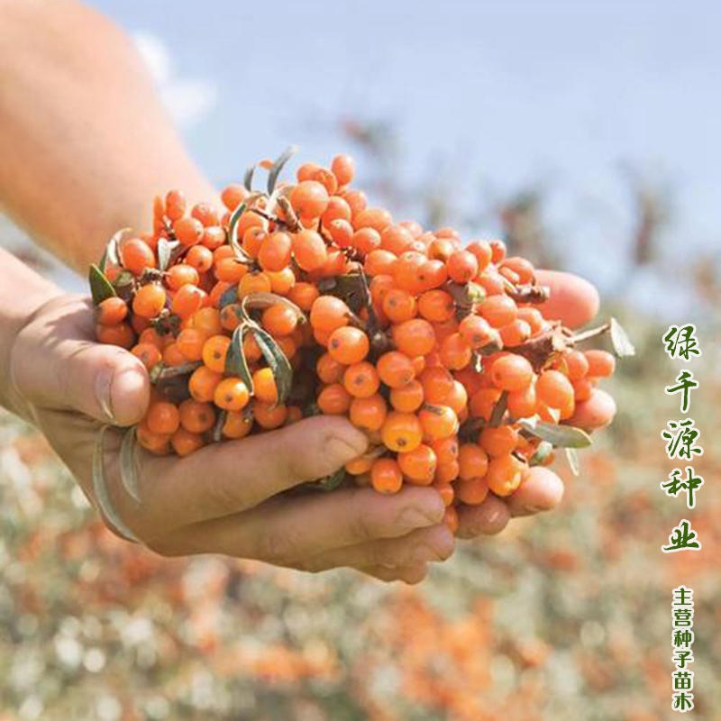 沭阳县沙棘种子大果新种子提供技术资料包邮种植简单