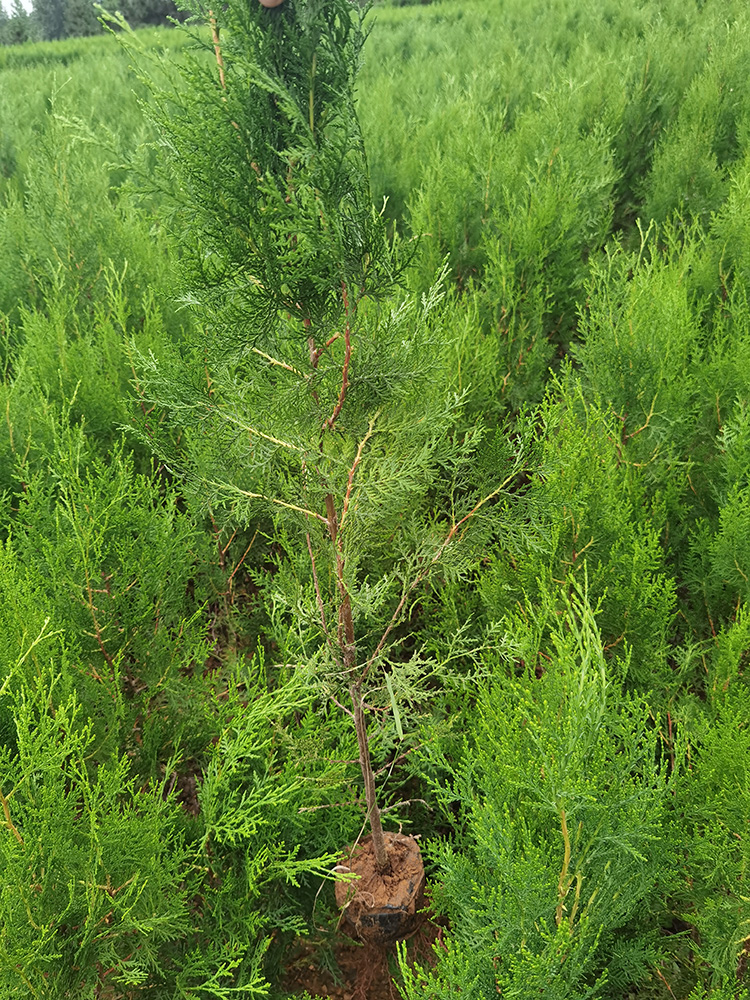 圆枝侧柏 侧柏苗大量批发零售，临沂侧柏苗