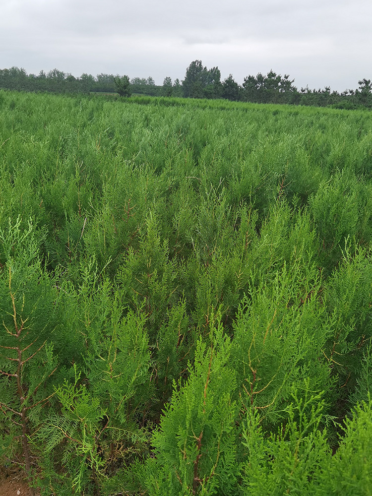 圆枝侧柏 侧柏苗大量批发零售，临沂侧柏苗