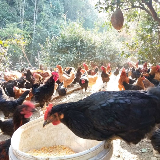 龙山县乌黑鸡肉 大山深处散养乌黑鸡