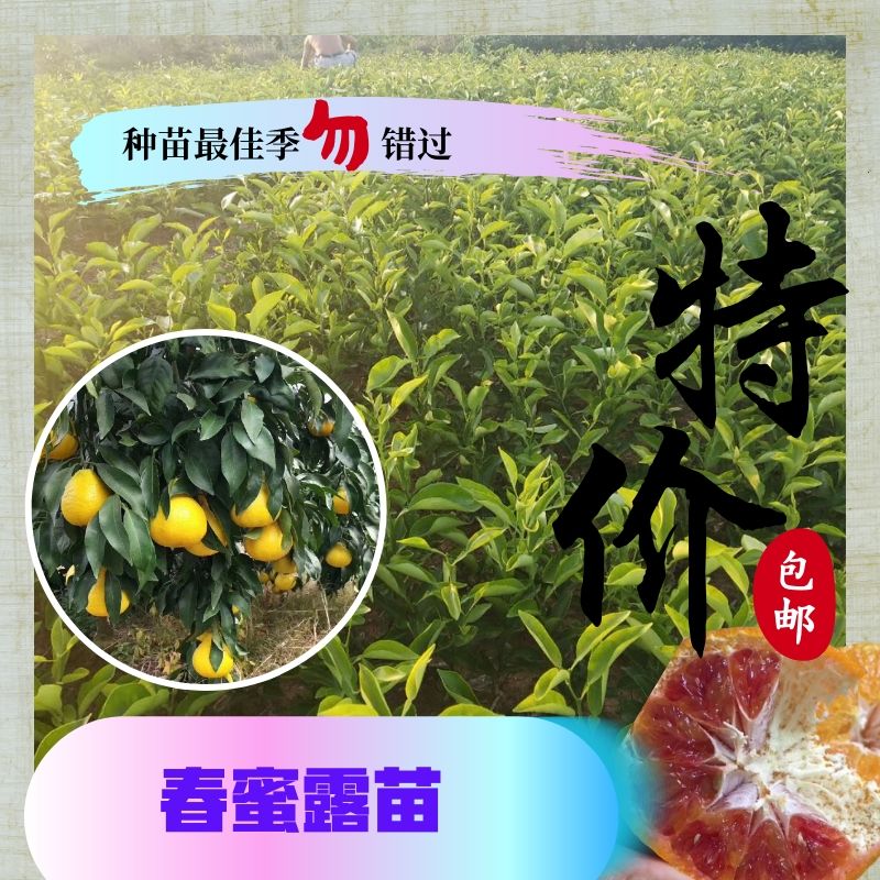 简阳市春蜜露柑桔苗 媛小春苗 特色柑橘苗品种