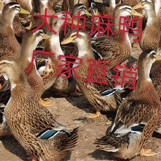 昆明云南大种麻鸭苗，大品种肉鸭苗，已做好疫苗，提供技术指导！