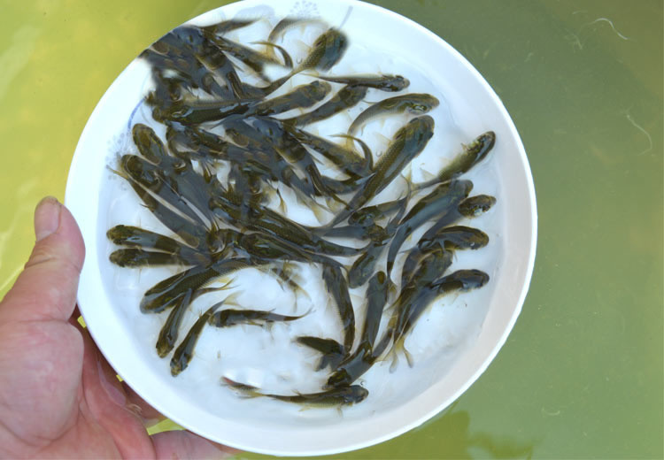 北海 北海优质草鱼苗 采购草鱼苗 草鱼苗一斤有多少尾
