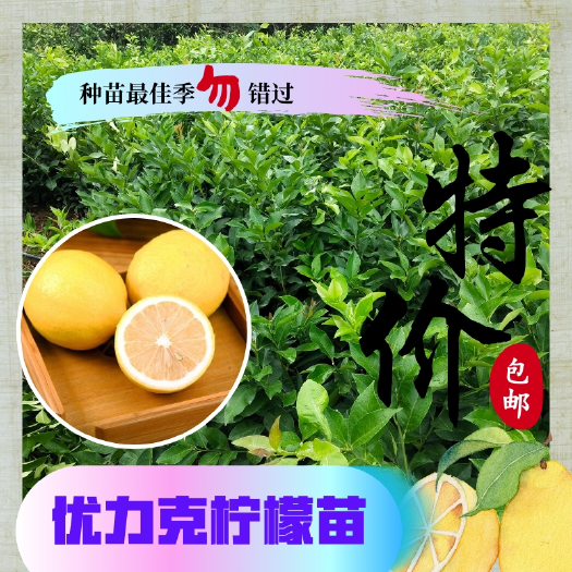 简阳市柠檬苗四川基地直销 量大从优