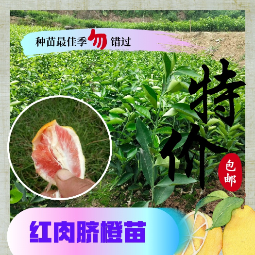 简阳市卡拉卡拉红肉脐橙苗  中国红橙可签协议