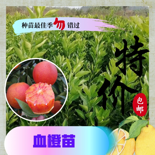 简阳市塔罗科血橙苗  晚熟血橙苗 保湿快递发货