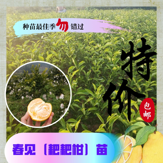 耙耙柑桔苗 耙耙柑苗 春见苗四川耙耙柑树苗晚熟杂柑细腻化渣果树苗基地直销