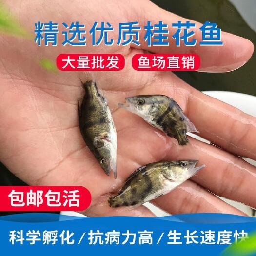英德市 已驯化的桂鱼苗 鳜鱼苗 季鱼苗