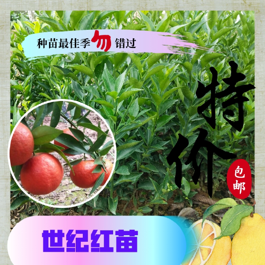 简阳市世纪红柑桔苗 世纪红柑橘苗批发
