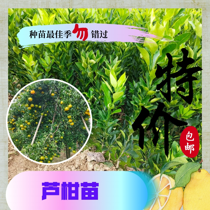 芦柑苗批发四川柑橘苗基地