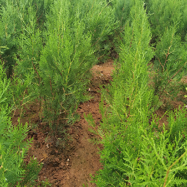 基地直供侧柏 侧柏苗 侧柏小苗 侧柏苗木大量批发无中间商