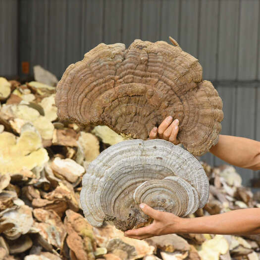 抚松县平盖灵芝树舌灵芝 10吨现货吉林长白山地区产灵芝片