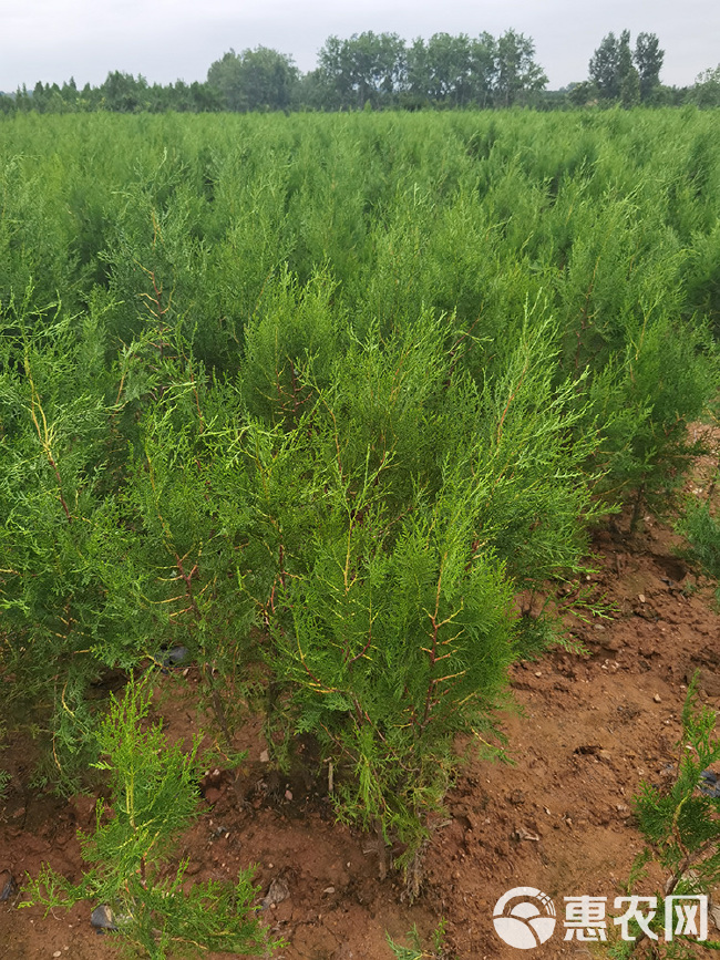 基地直供侧柏 侧柏苗 侧柏小苗 侧柏苗木大量批发无中间商