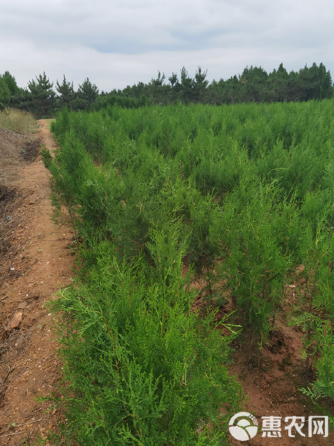 基地直供侧柏 侧柏苗 侧柏小苗 侧柏苗木大量批发无中间商