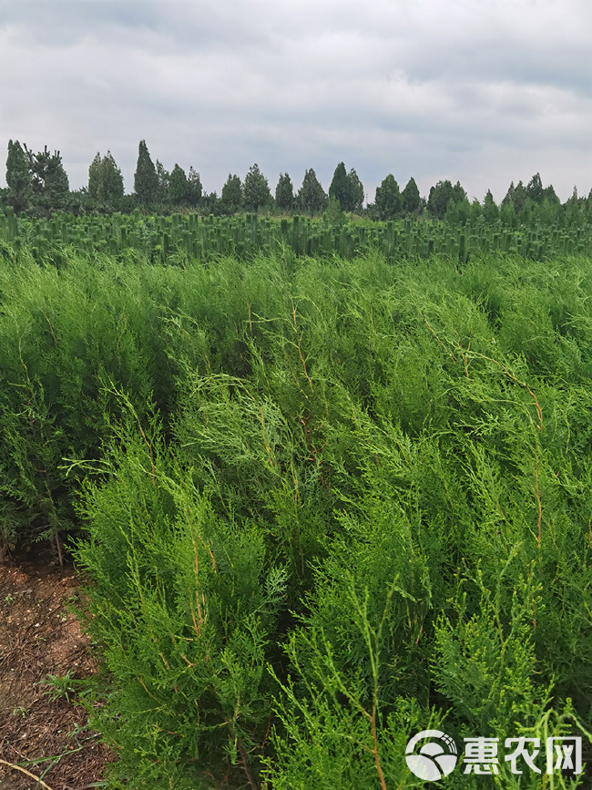 基地直供侧柏 侧柏苗 侧柏小苗 侧柏苗木大量批发无中间商