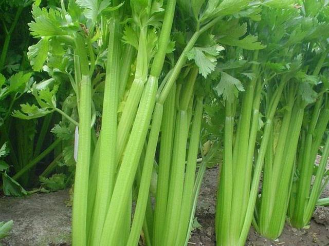 株洲 本地芹菜