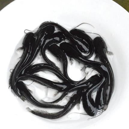 肇庆淡水鱼苗 南方大口鲶鱼苗 养殖杂交鲶鱼苗