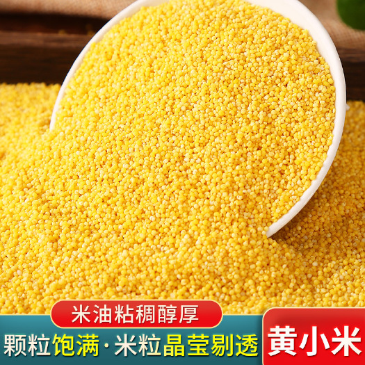 石家庄 农家食用小米小黄米粗粮米脂粥杂粮新鲜食品五谷养胃吃的黄小米