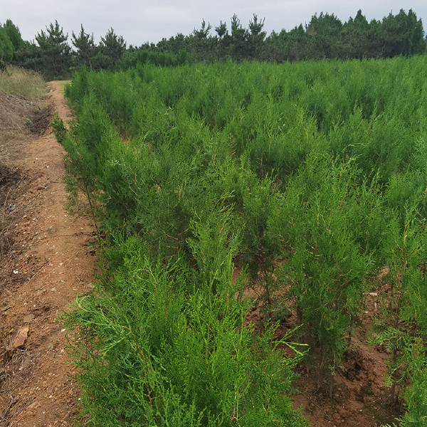 基地直供侧柏 侧柏苗 侧柏小苗 侧柏苗木大量批发无中间商