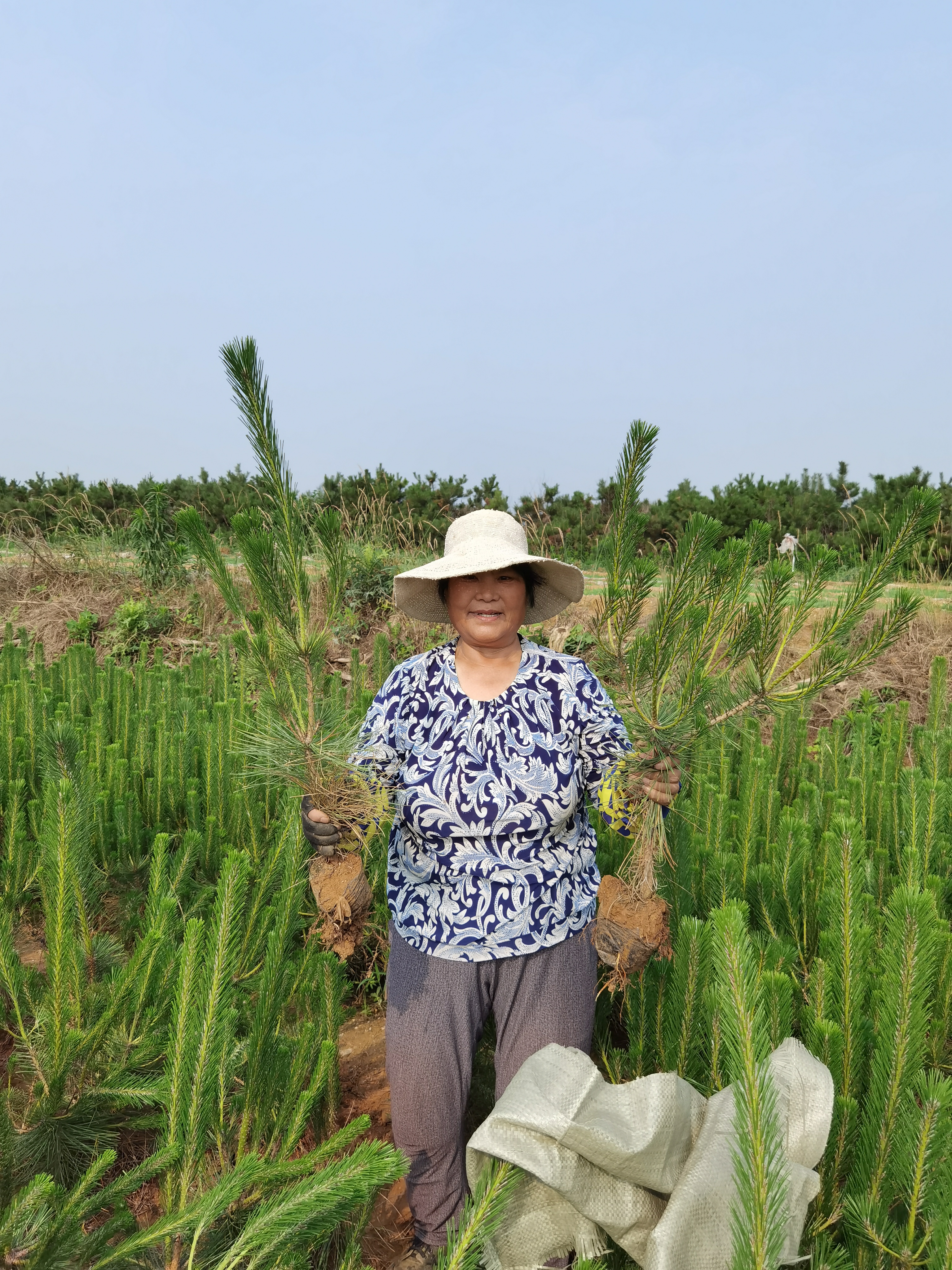 黑皮油松 大量供應(yīng)各規(guī)格油松苗，油松小苗